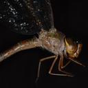 Image of Gynacantha