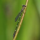 Image of Drepanosticta pararudicula