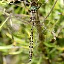Image of Hemicordulia