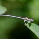 Image of Platycnemis dealbata