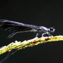 Image of Rhinocypha selysi