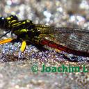 Image of Platycypha auripes