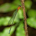 Image of Indosticta deccanensis