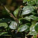 Image of Mesamphiagrion santainense
