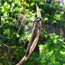 Image of Orthetrum lugubre