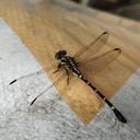 Image of Nychogomphus yangi