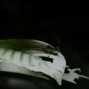 Image of Rhinocypha huai