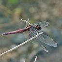 Image of Erythrodiplax justiniana