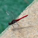 Image of Planiplax arachne