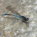 Image of Palaiargia halcyon