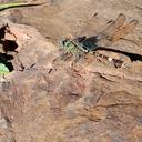 Image of Paragomphus alluaudi