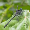 Image of Notogomphus dorsalis