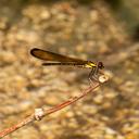 Image of Rhinocypha xanthe