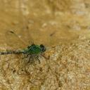Image of Paragomphus viridior