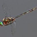 Image of Somatochlora williamsoni