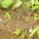 Image of Anotogaster klossi