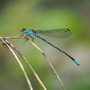 Image of Palaiargia rubropunctata