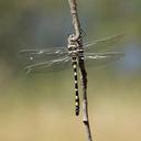 Image of Macromia