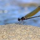 Image of Dysphaea ethela