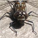Image of Austroaeschna hardyi