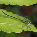 Image of Vestalis atropha