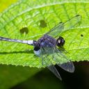 Image of Erythrodiplax laurentia