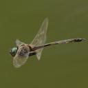 Image of Hemicordulia tenera