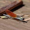 Image of Mnais pruinosa