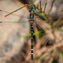 Image of Synthemistidae