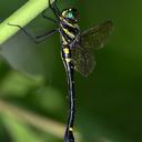 Image of Macromia ida