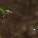 Image of Telosticta serapi