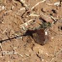 Image of Progomphus costalis