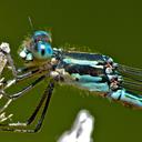 Image of Austrolestes colensonis