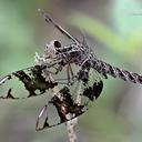Image of Pseudoleon superbus
