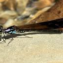 Image of Heliocypha angusta
