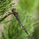 Image of Hemicordulia smithii