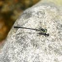 Image of Davidius squarrosus