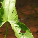 Image of Phyllogomphoides cristatus