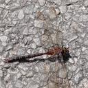 Image of Cephalaeschna triadica
