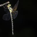 Image of Notoaeschna