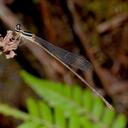 Image of Elattoneura oculata