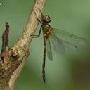 Image of Hemicordulia asiatica