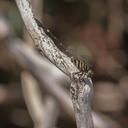 Image of Phyllogomphoides fuliginosus