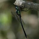 Image of Hemicordulia mindana