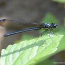 Image of Aristocypha hilaryae