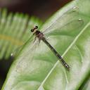 Image of Celebargiolestes toli