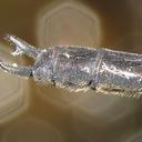 Image of Euthore terminalis