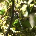 Image of Hemicordulia lompobatang