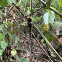 Image of Castoraeschna longfieldae