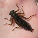 Image of Spinaeschna watsoni